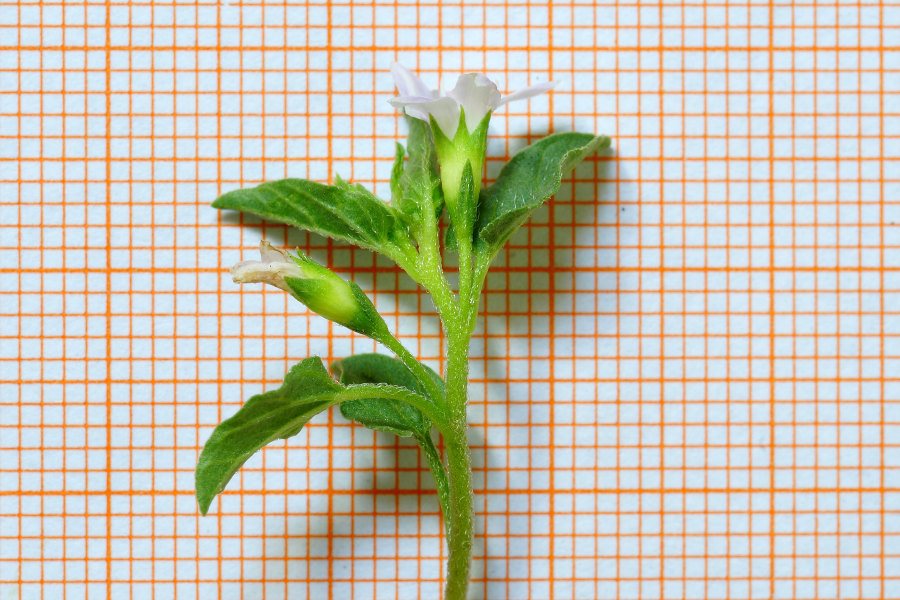 Convolvulus siculus / Vilucchio siciliano